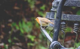 Protéger les animaux du jardin