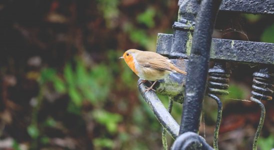 Protéger les animaux du jardin