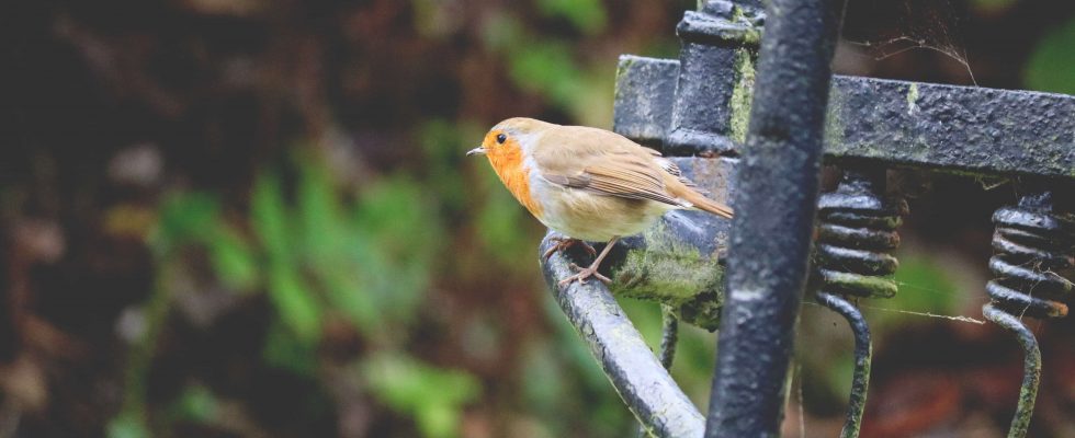 Protéger les animaux du jardin