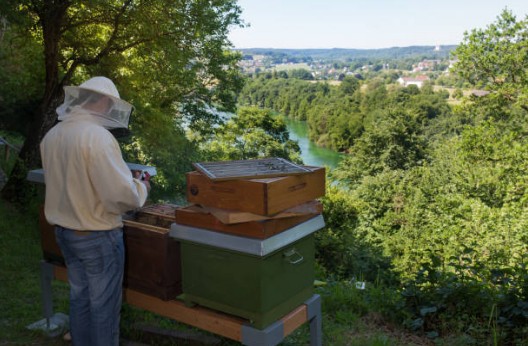 abeille-ruche-jardin