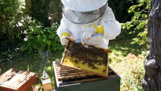 abeille-jardin-ruche