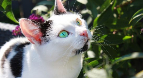 Chat noir et blanc avec des yeux de couleur différente dans un jardin