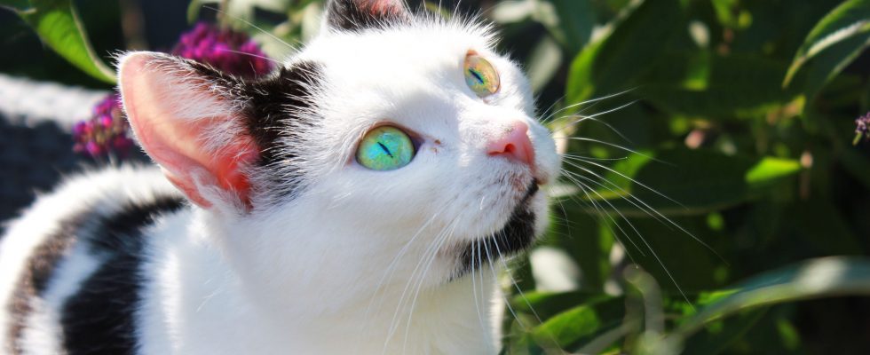 Chat noir et blanc avec des yeux de couleur différente dans un jardin