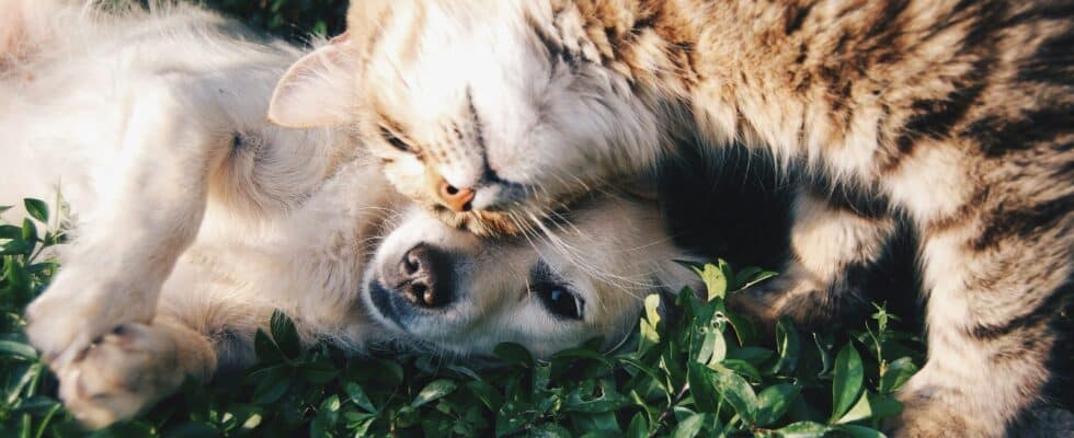 assurance santé animaux